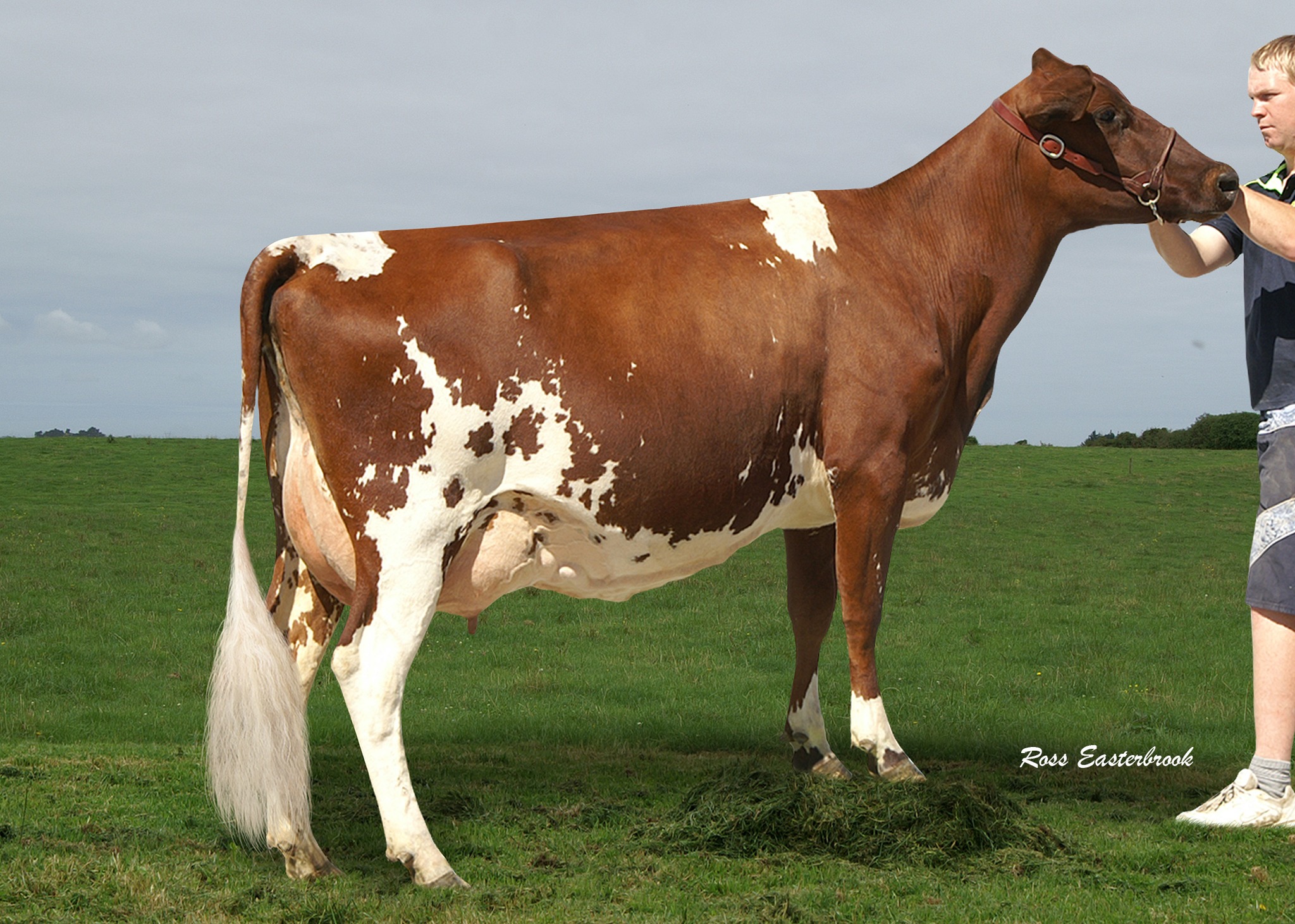 Animal Image
